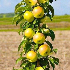 ������� �������: ��������� ����� ��� ����������� ���� � ������� ��������