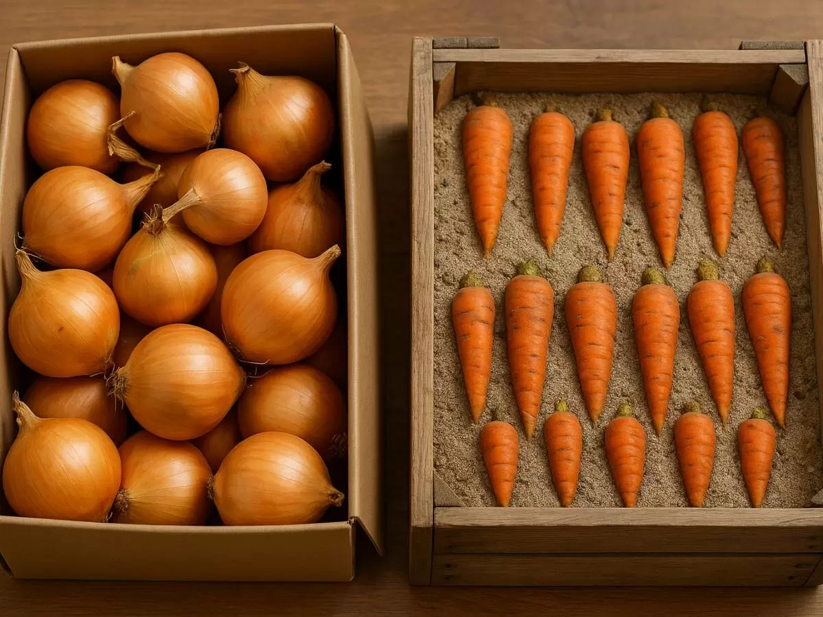 Как сохранить свежесть лука и моркови весь зимний период