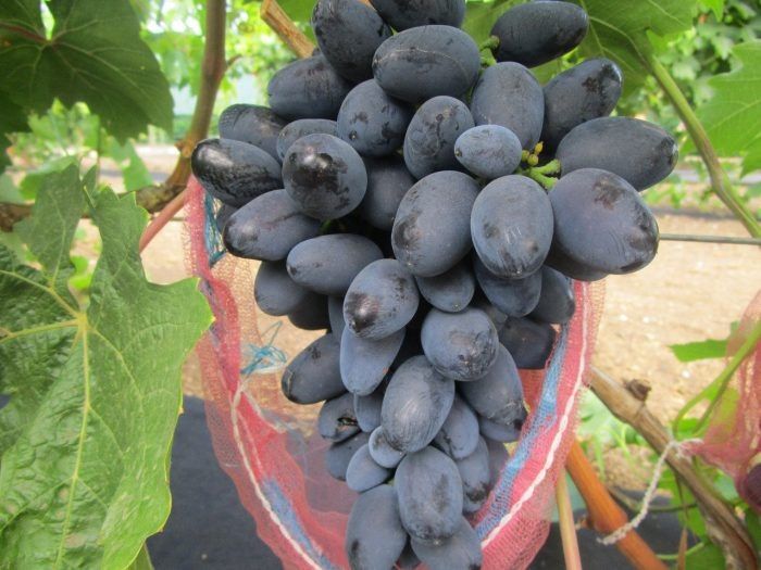 �������� ����: ��� ������ ���� � ����������� ������� ����������� ������ ������������