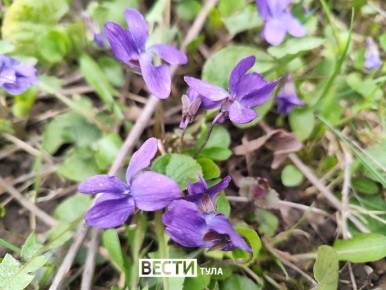 ����� � �����