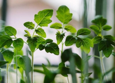 ����� ����������� ������ �� �����������: �������� ������ ��� ���������