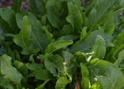 ������: �� ������� �� ���������������� ������ ������ ����