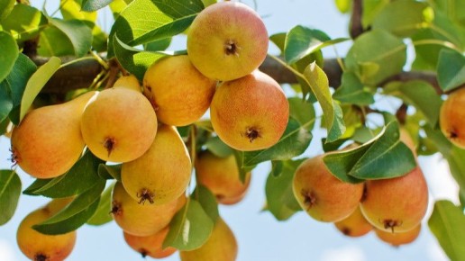 Как соседи по саду помогают груше: невероятная история успеха