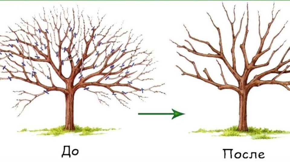 ��� ��������� �����: ������� ������� ��� ������� ������