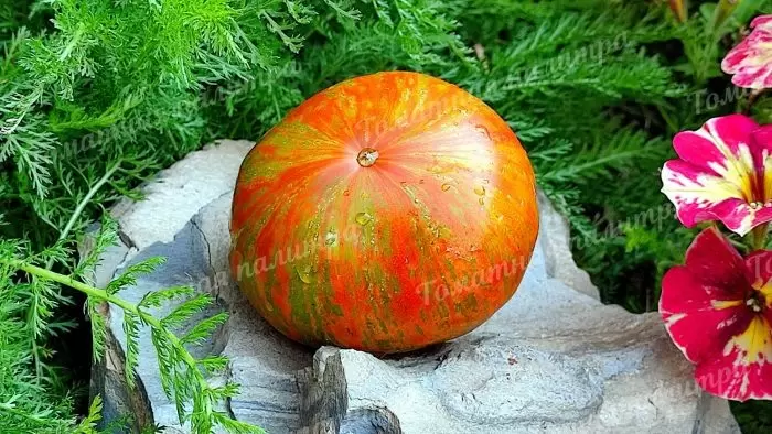 Томат Лето любви: спокойное разъяснение того, как получить сладкий урожай с яркими плодами