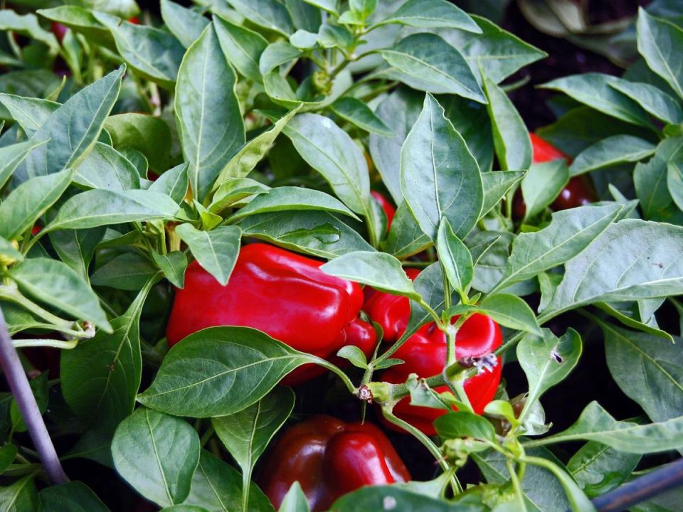 ��� ������� ��������� ������� ��� �����: ������� ��������� ������