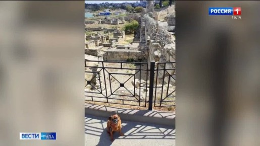 В Туле 13 гостиниц готовы принять туристов с питомцами