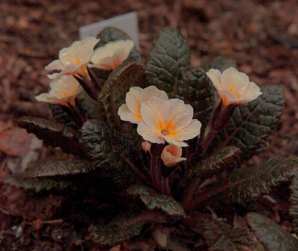 ���������� ������� Dunbeg: ���������� ������� ��� �������