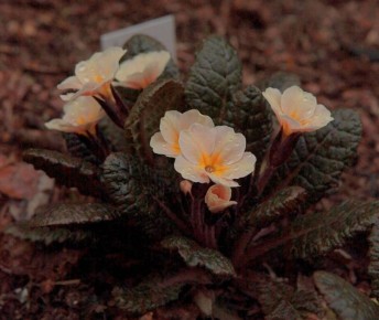 ���������� ������� Dunbeg: ���������� ������� ��� �������