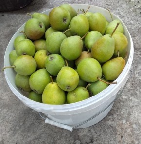 Как сохранить летние радости: заморозка яблок и груш для вкусных пирогов и пиццы