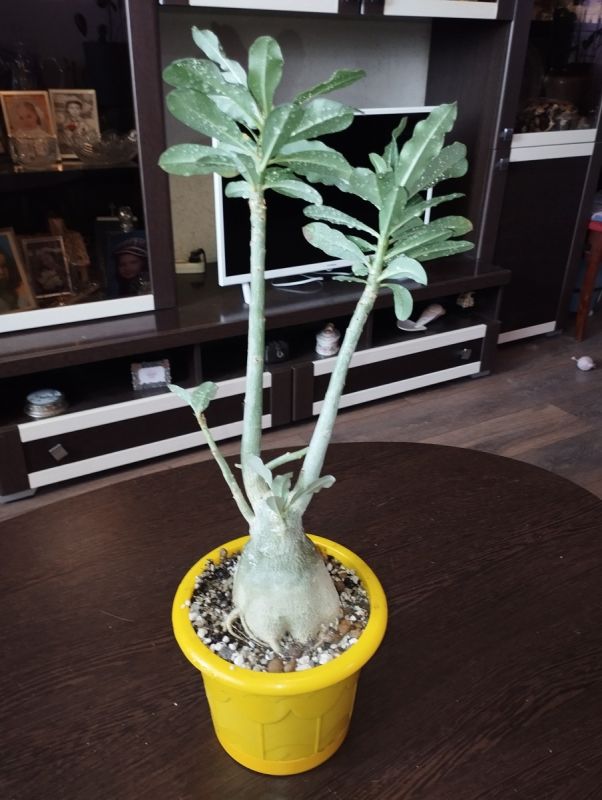 ��� ��������� ������������ ��������� ��� �������