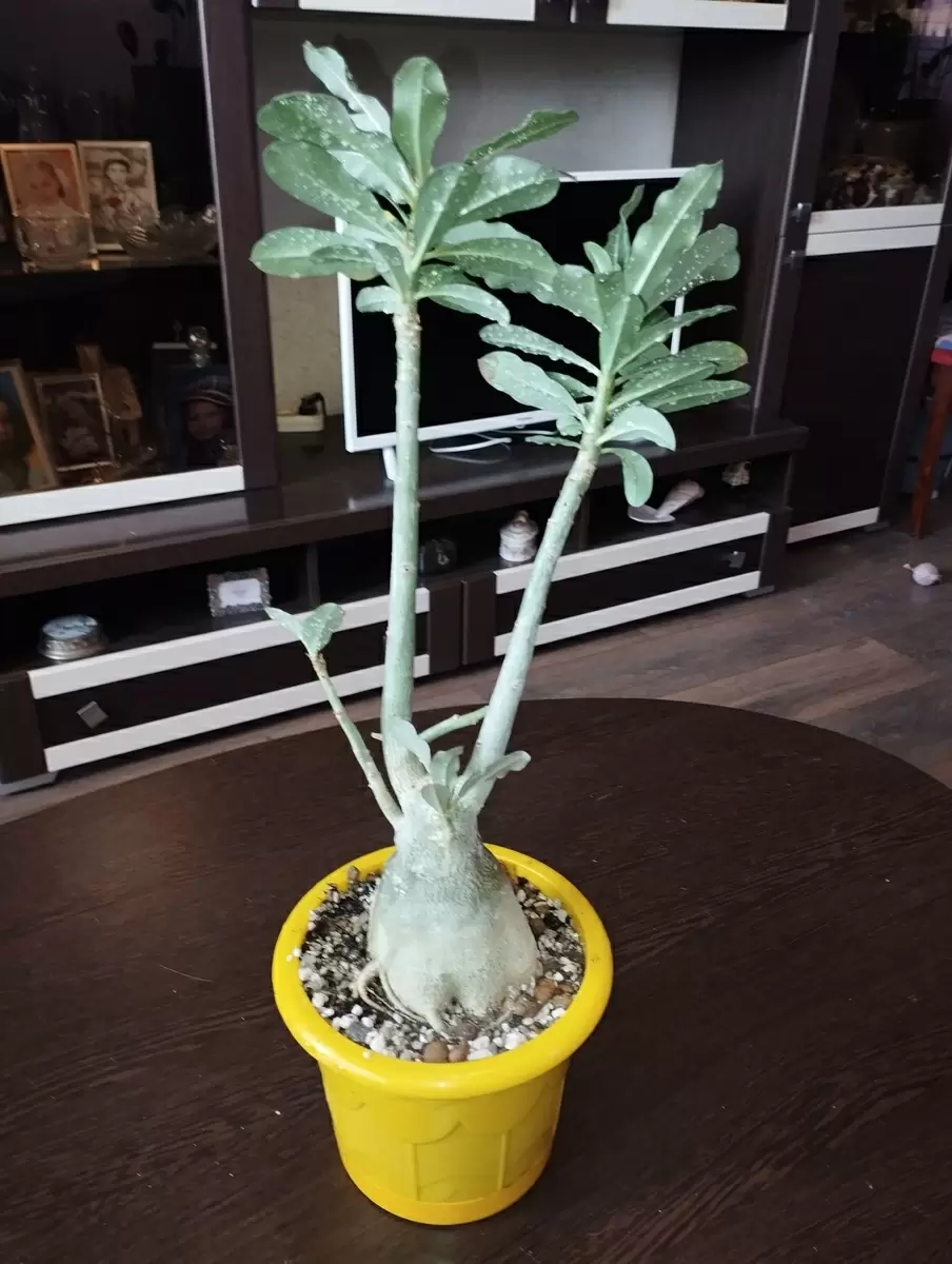 Как вырастить впечатляющих адениумов без обрезки