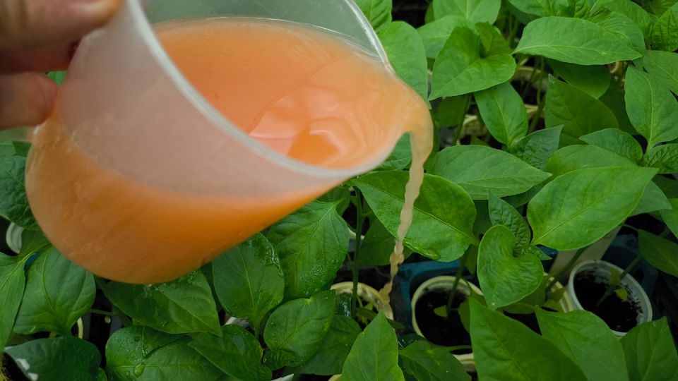 ������� �������: ������� ������� ��� ��������� ����� �������