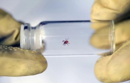 За неделю в Тульской области от укусов клещей пострадали 17 человек