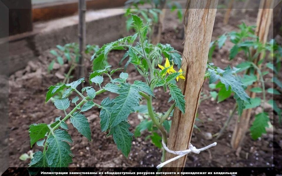 ������ �� ��������� �������: ��� �������� �������� ������ �� �������� �� ��������