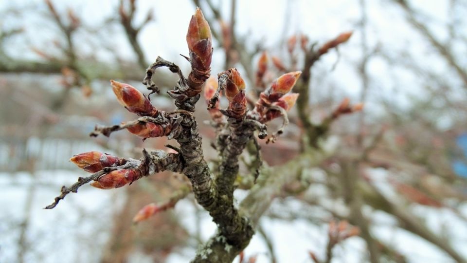 ��� �������� ��� �� ����������� ��������: ������ ��� ���� � ������