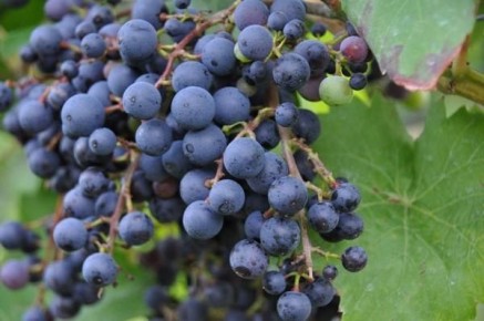 �������� ���������� ������: �������, �������������� � ������ �� �����������