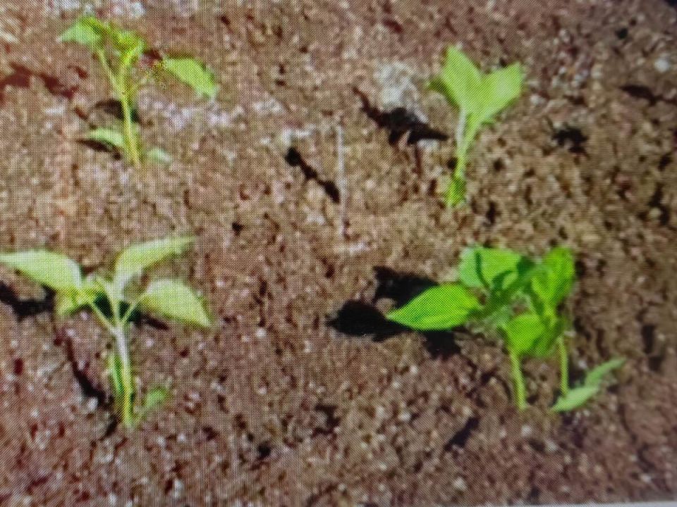 ��� ������� ��������� �����: ����, ������ � ������� �������