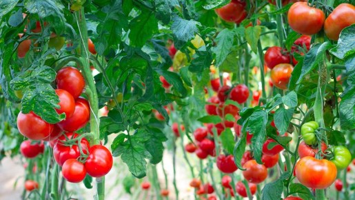 ��� ���������� ������ ������� ������� ��������� ������ ���������