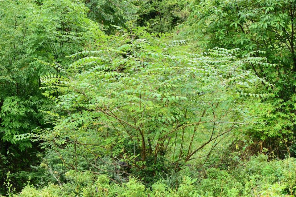 �������: ���������� ������� �� ��������