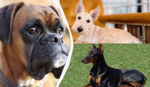 ������� ����� ��������: 7 �����, ������� ���������� ������ ��������