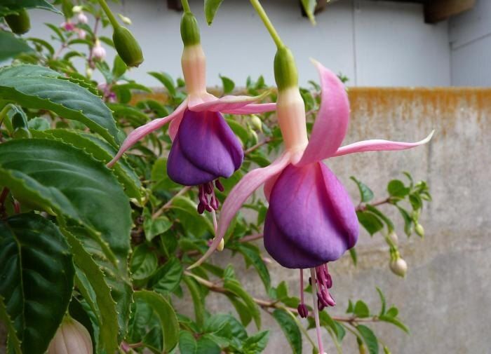 ��� �������� �������� ������: ������ �� ����� �� ������������ ���������