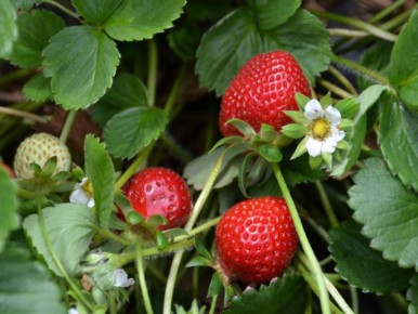 ����� ������� ������� ��������: ��� ���������� ������ �� ������� ������