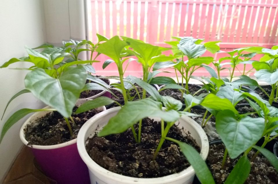 ���������� ��� �������: ������������ ���� � ����������� �������