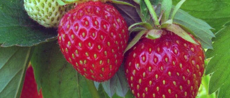 �������� ������� ��������� ������ ��������