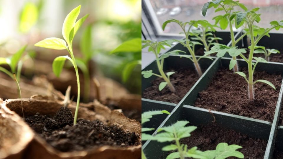 ��� ������ ������������ ������� �������: ��� ������� ���� ��� �����