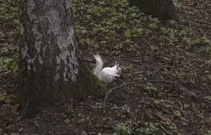 � ����� ����� ��������� �������� ����� ��������� �����-���������