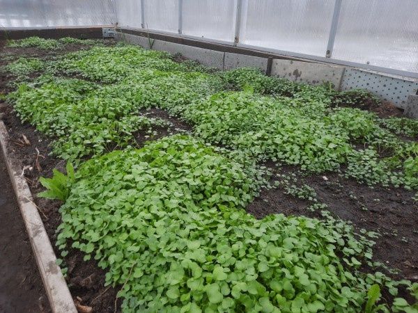 ��� ��������� ����������� ����� ��� �������: ������ ������� ���������