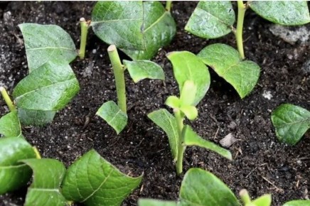 ������ ����������� ��������: ������ � ������� ������