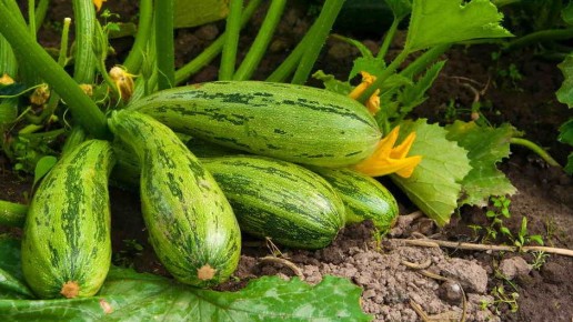 ��� ����� �������� �� ����� ����� ���� ����� ������� ������