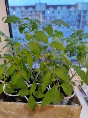 ������� ����, ���� ������� �������