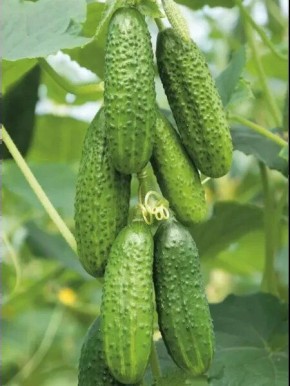 ������ �������: ��������� ����� ��� ������� ������