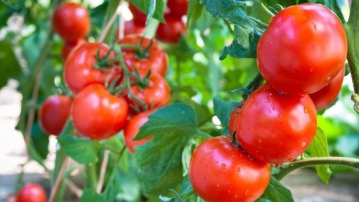 ����������� ������� ���������: ��� ���� �������� ��������� ������ ��� �����