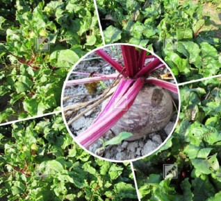 ������: ��� ������� � ��������� ������ �� ��� ����