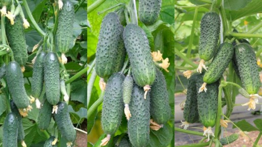 ���-3 ����� �������, ������� ��������� ������������ ������