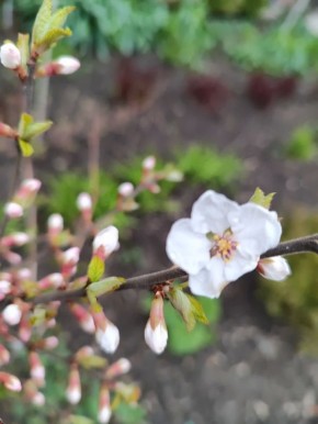 ����� �������� ���������� ��������