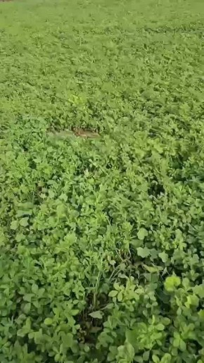 � ��� ��������� ��������� �������