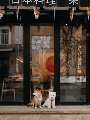 �������� Shiba: ��������� ��������� �����������