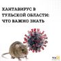 Хантавирус в Тульской области: что известно, актуальная ситуация, симптомы и меры защиты
