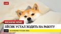 Кстати, сегодня ещё празднуется День синдрома хронической усталости