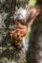 Закончим этот жаркий день милотой: у белочек Белоусовского парка родились малыши бельчата
