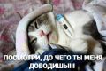 Вейпы и электронки медленно убивают ваших питомцев