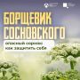 Борщевик наступает — пора действовать!