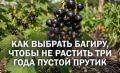 Как вырастить богатый урожай черной смородины Багира: секреты и советы