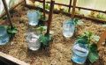 Экономия времени и воды: капельный полив из бутылок для идеальной рассады