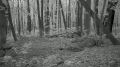 Национальный парк «Тульские засеки» поделился новыми кадрами с фотоловушек